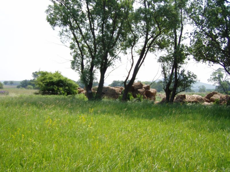 P1010049
