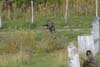 084